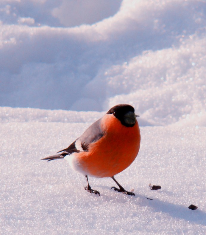 Шапочный бурый Снегирь фото