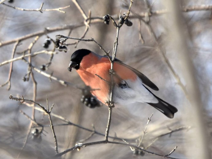 Снегири на рябине