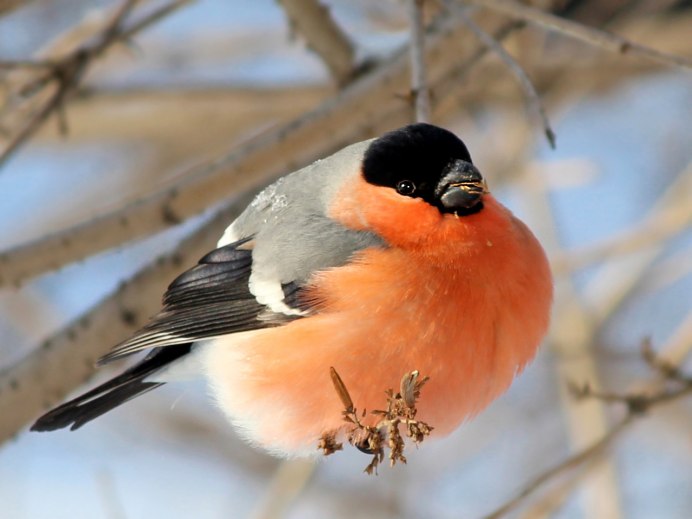 Снегири за окном