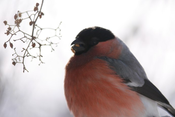 Снегирь домашний