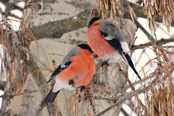 Снегири фото зимой
