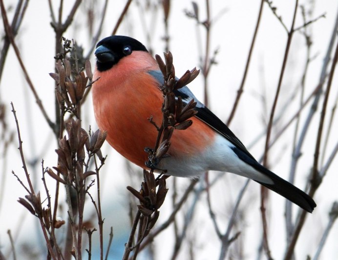 Птицы с красной грудкой Снегирь