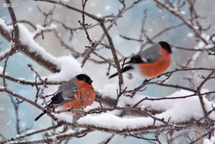 Снегирь Крылья