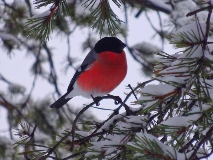 Снегирь в руках