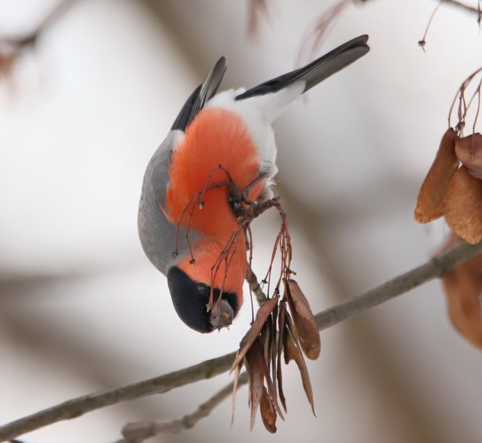 Черно белые фото с цветными элементами Снигирь