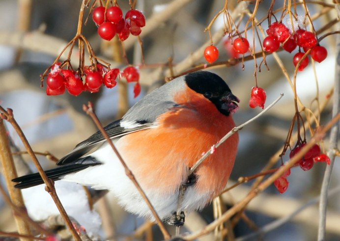 Снегирь обыкновенный pyrrhula pyrrhula