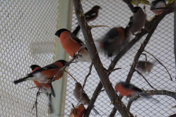 Снегирь в клетке