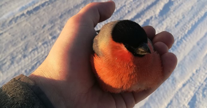 Птицы Снегирь синица Воробей