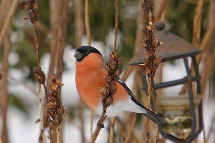 Снегири размножение в неволе