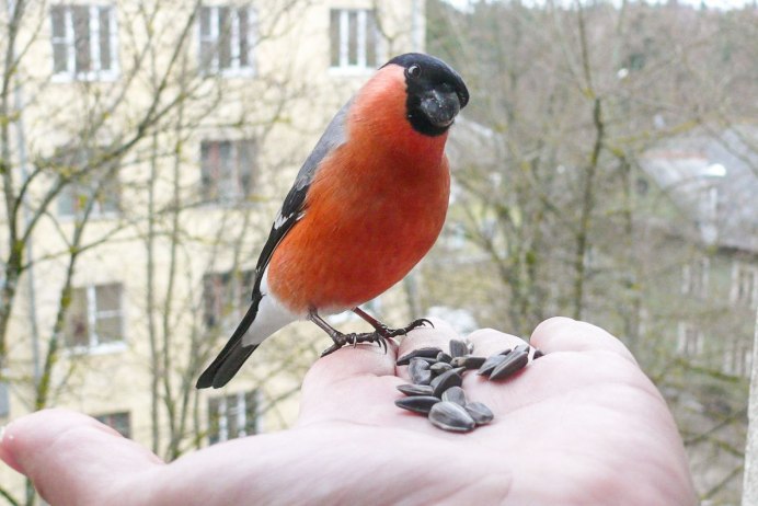 Снегирь в полете