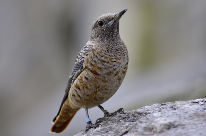 Пестрая птица