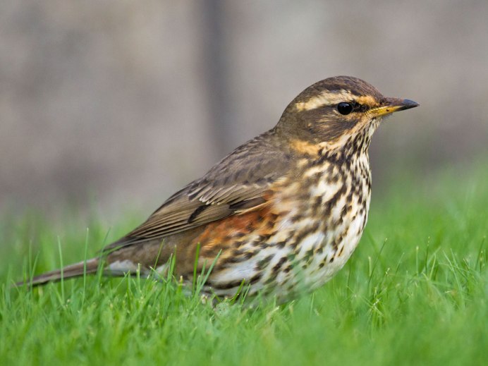 Золотой шилоклювый дятел