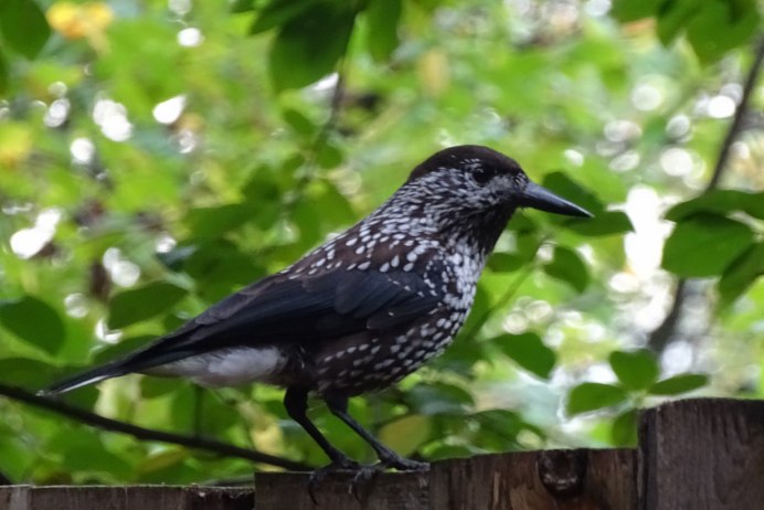 Коричневая птица с длинным хвостом