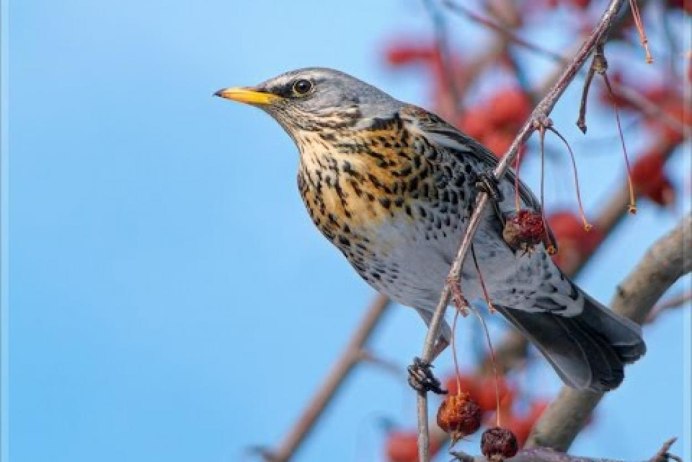 Птица Дрозд черный в белую крапинку