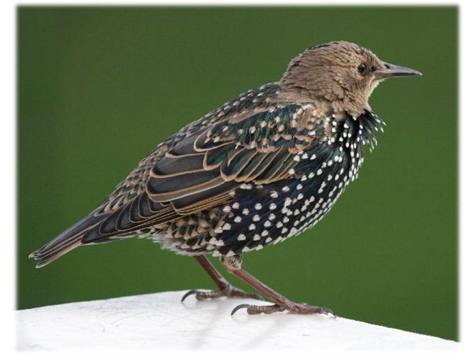 Черный Дрозд и скворец