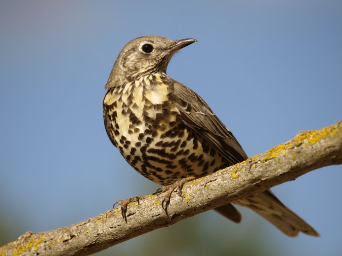 Серый Дрозд (Grey Catbird)