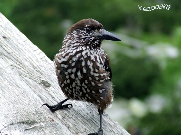 Средний пёстрый дятел Dendrocopos Medius
