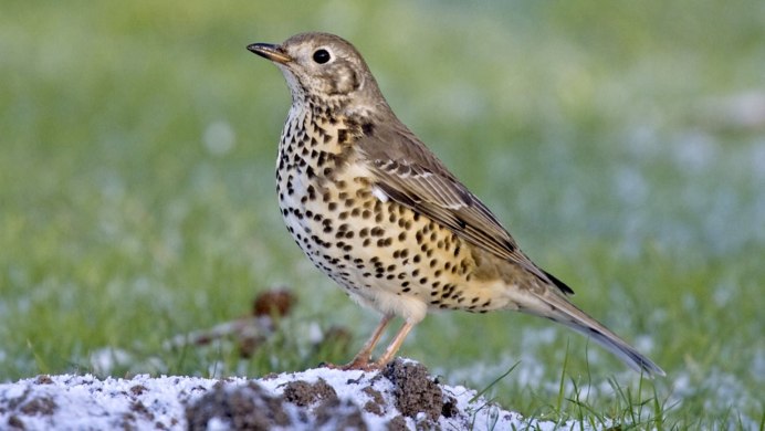 Дрозд-рябинник в России