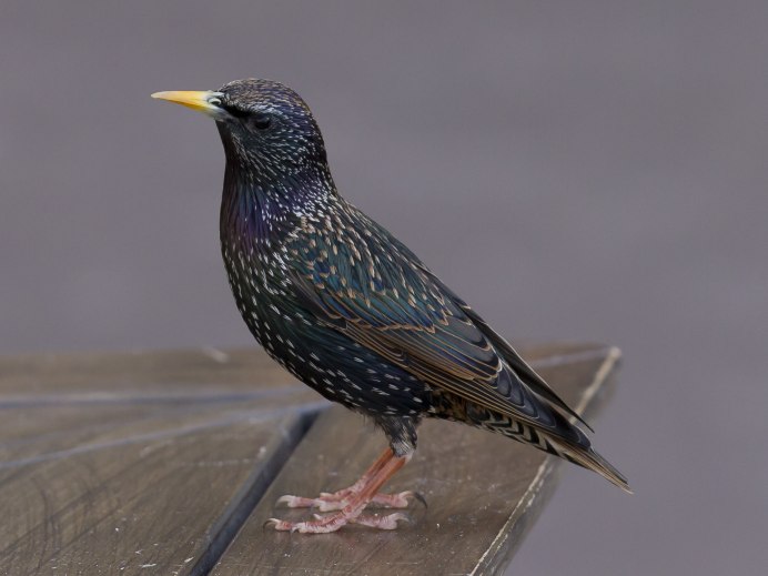 Скворец обыкновенный ‒ Sturnus vulgaris (l., 1758)