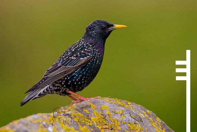 Кедровка самка