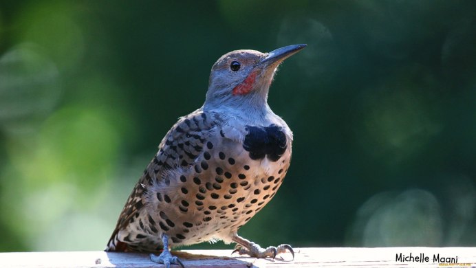 Птицы золотой шилоклювый дятел