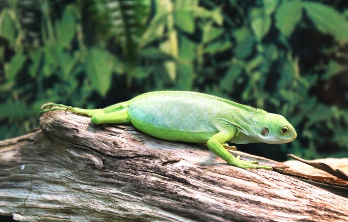 Гибрид змеи и ящерицы