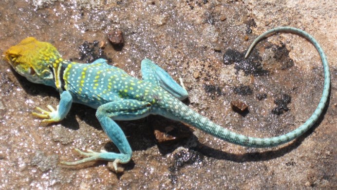 Лягушка жаба Тритон это