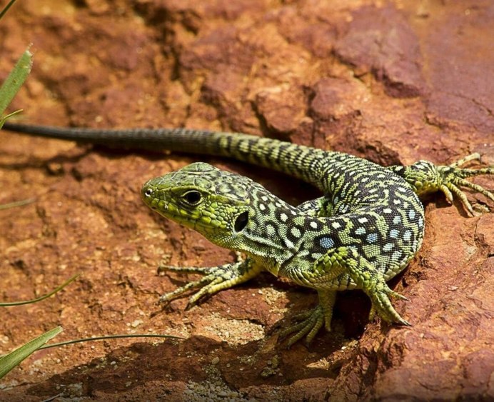 Техасская жабовидная ящерица