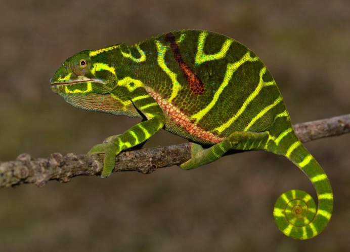 Ящерица агама сине зеленая