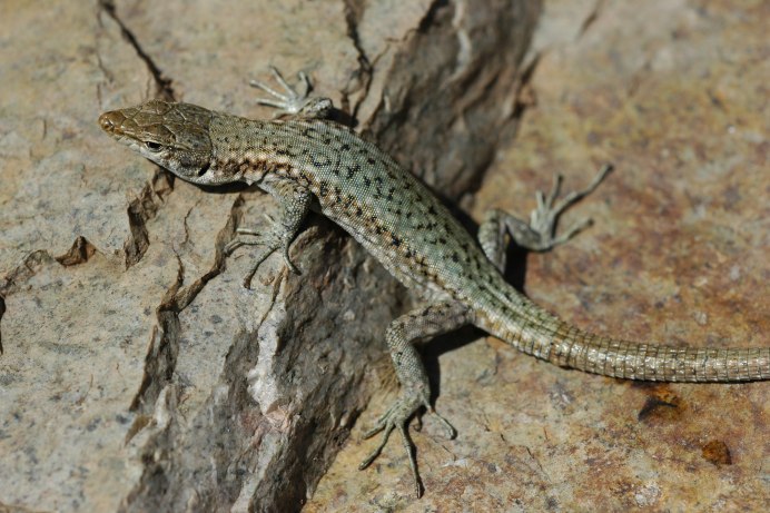 Lacerta bilineata