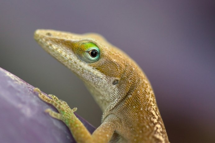 Ящерица бабочка