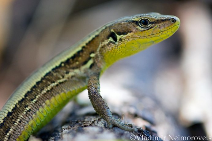 Змеевидный желтопузик