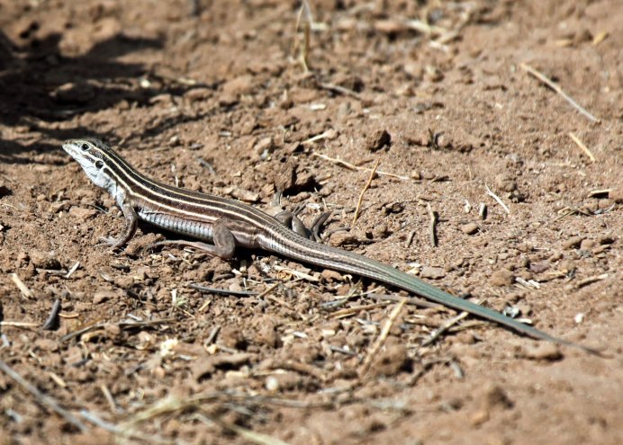 Прыткая ящерица хвост