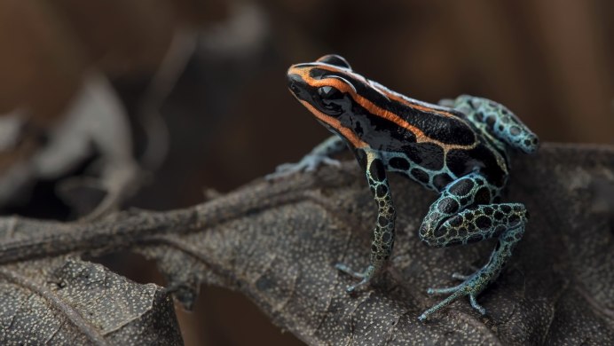 Ящерицын хвост