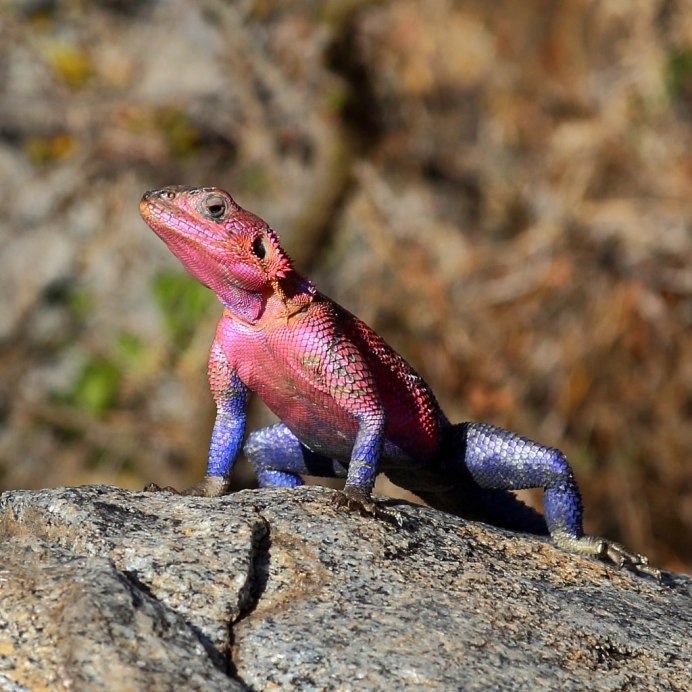 Маленькие ящерки