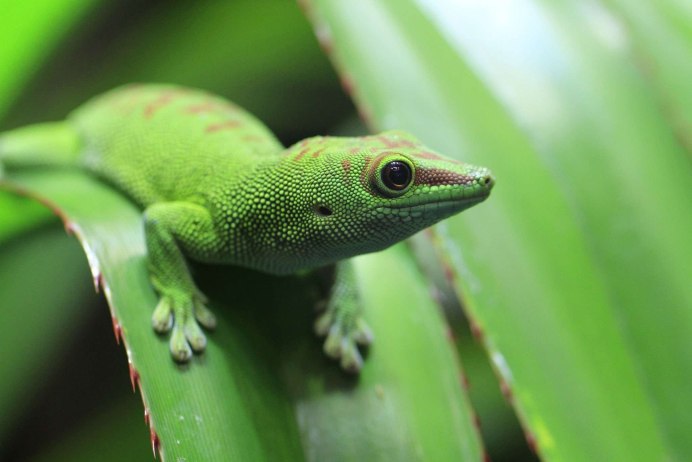 Ящерка хамелеон