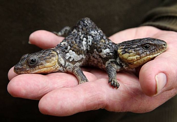 Жабовидная квакша дома