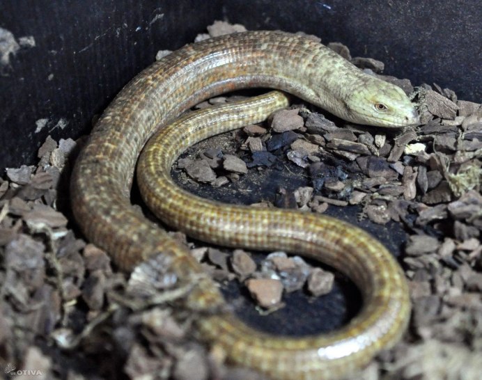 Хамелеон мадагаскарский Ошагнеси