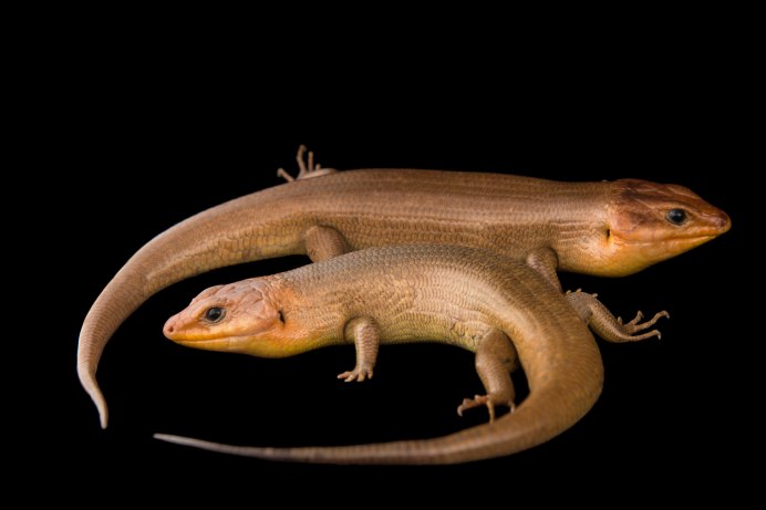 Кавказская прыткая ящерица