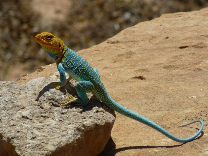 Агама ящерица оранжевая