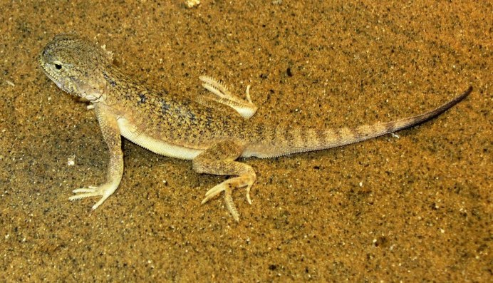 Понтийская ящерица Darevskia