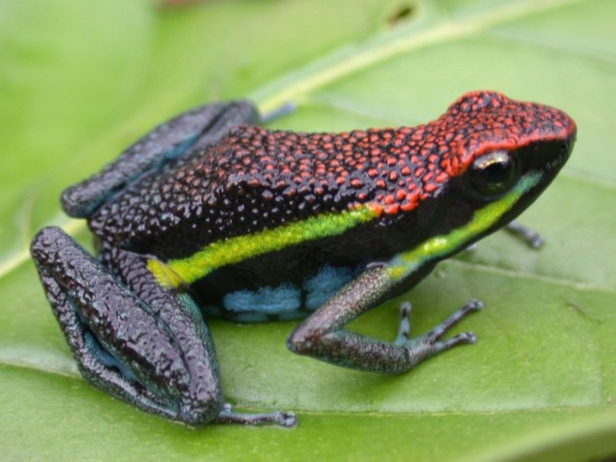 Ящерица с загнутым хвостом