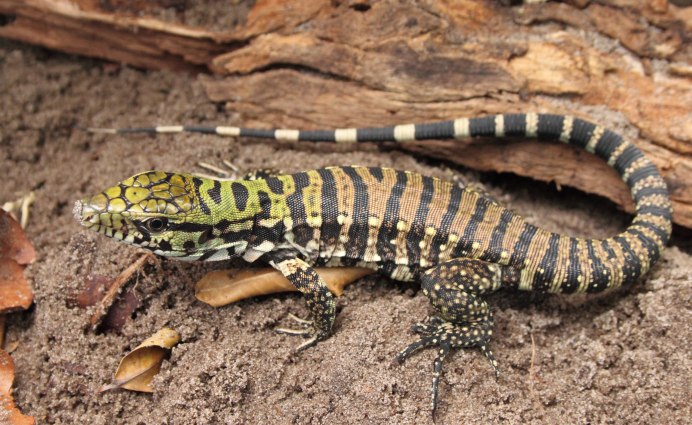 Ящерица- Аризонский ядозуб