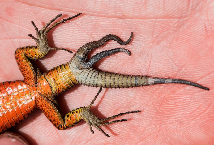 Змеи и ящерицы пресмыкающиеся