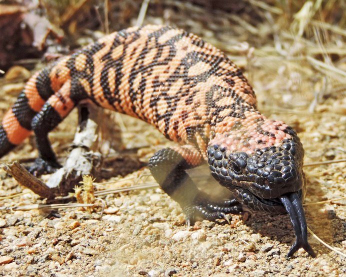 Дендробатес ауратус