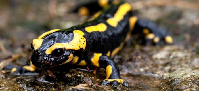 Ящерицын хвост