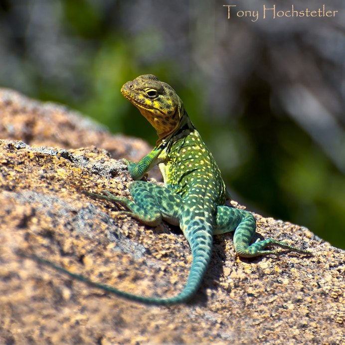 Ошейниковая пустынная игуана
