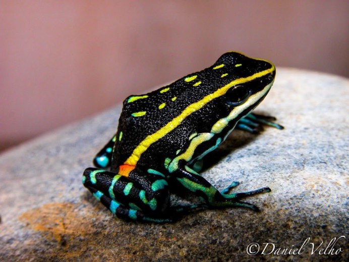 Анолис ящерица