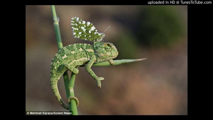 Крымская ящерица