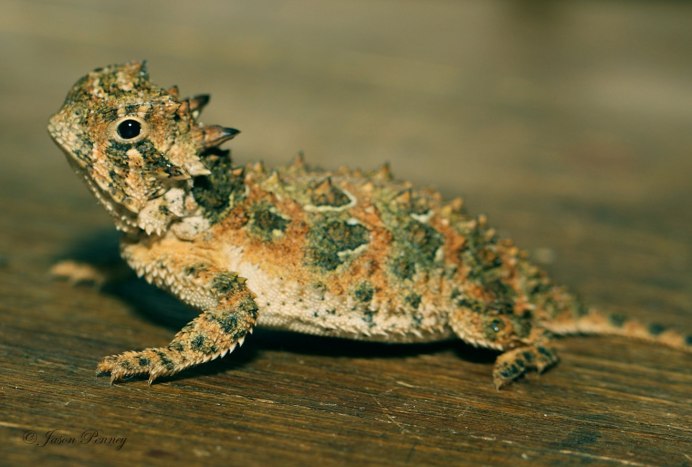 Notophthalmus viridescens louisianensis